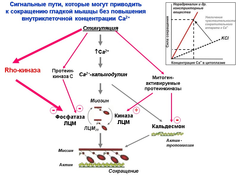 Са2+ Са2+-кальмодулин Фосфатаза ЛЦМ Кальдесмон Киназа ЛЦМ Стимуляция Актин - тропомиозин Rho-киназа Митоген-активируемые протеинкиназы